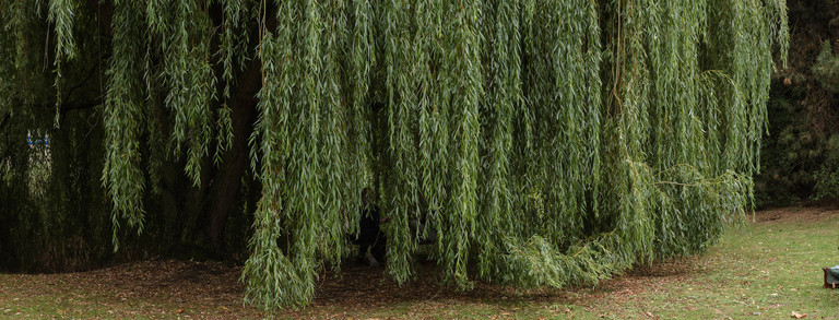 Students are sitting at a picknick table next to a willow